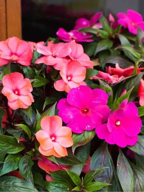 Bright pink impatiens hawkeri, the New Guinea impatiens, in bloom