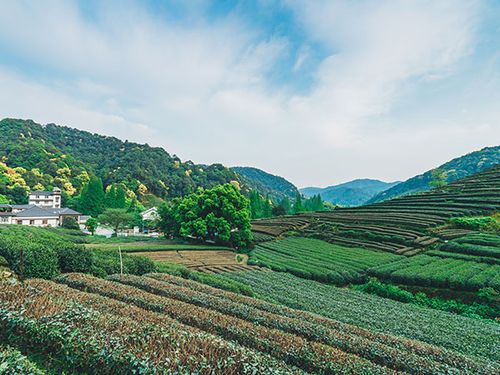 Ancient tea terraces on Mengding Mountain