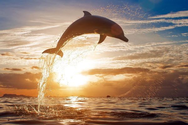 25 faktaa, joita et tiennyt delfiineistä