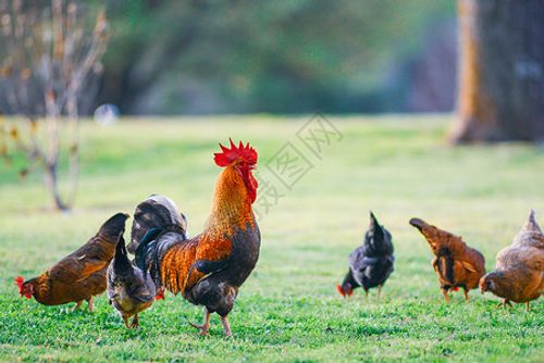 许嵩家禽自然高清图片