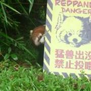 r/redpandas - "REDPANDA DANGER"