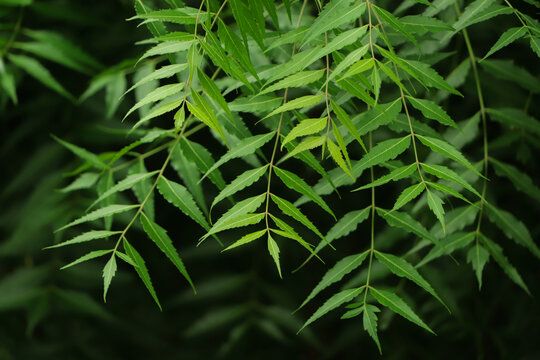 Neem