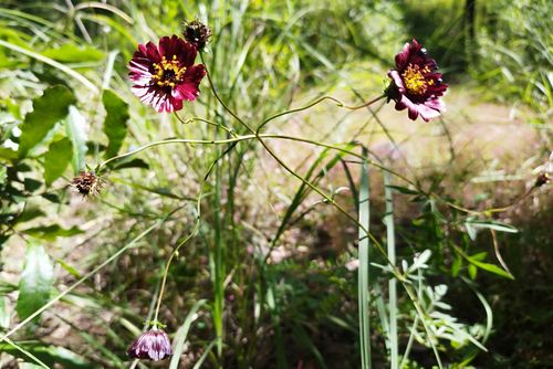 Cosmos scabiosoides in Puebla, Mexico