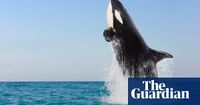 California dazzled by ‘extremely rare’ killer whale sightings off southern coast | California | The Guardian