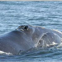 NOAA: Right whale found dead was struck by vessel | News | newburyportnews.com
