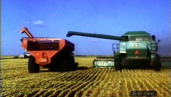 Follow wheat berries from field to grain elevator as migrant laborers use a combine to harvest the crop