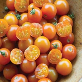 Hybrid Tomatoes Gallery 3