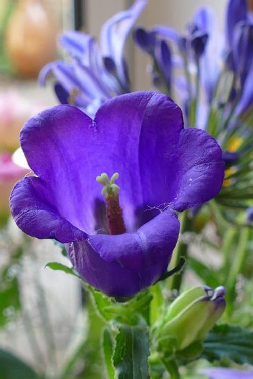 Purple canterbury bells flower growing outside