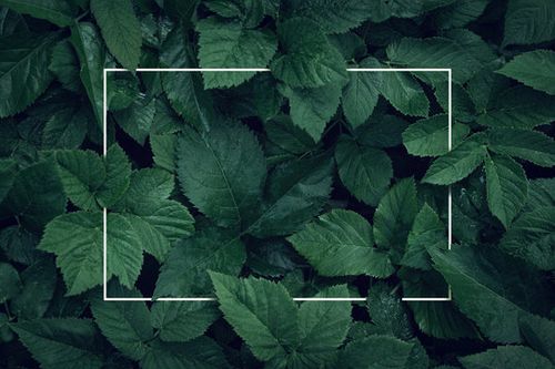 Nature background, abstract white frame in the leaves with copy space