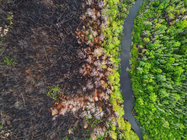 vista aérea de los daños causados por incendios forestales - bosques deforestación fotografías e imágenes de stock