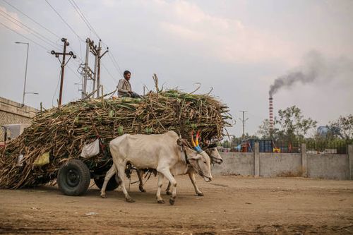 Worker transports sugarcane on a bullock cart to a sugar factory in the Jalana district of Maharashtra, India, on Tuesday, March 23, 2021. 2021....