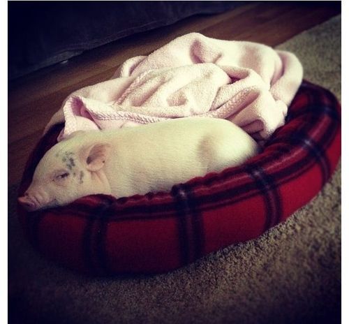 a small white pig is curled up in a red and black bed on the floor