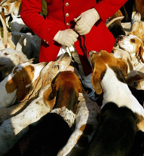 fox hunting season begins - fox hunt stock pictures, royalty-free photos & images