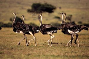 Maasai ostriches (Struthio camelus massaicus) in Maasai Mara National Reserve, Kenya.