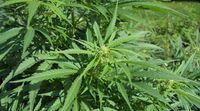 ‘Great to see a misunderstood plant in positive light’: The ...