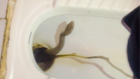 Viral Video: 10-Foot Snake Found Lurking In Toilet Bowl In Maharashtra | Times Now