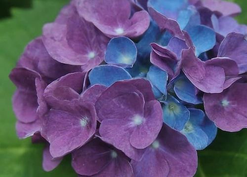 colors that go with purple complementary