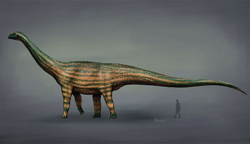 An illustration of Turiasaurus with a human standing under the tail for size comparison