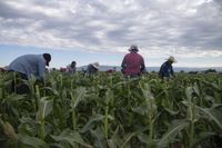 How sweet corn farmers in Colorado are fighting against ear worms