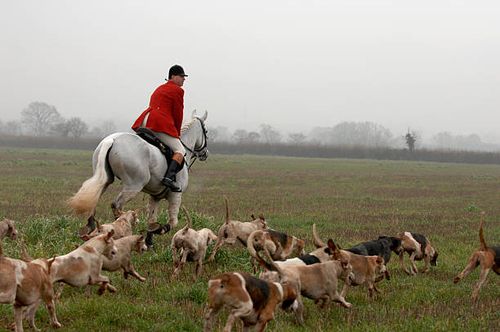 foxhunting - traditional fox hunt stock pictures, royalty-free photos & images