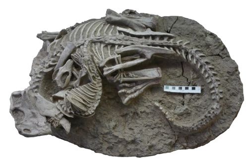 Fossil showing a mammal and dinosaur fighting