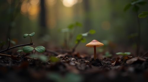 Create your own openai image with Canva