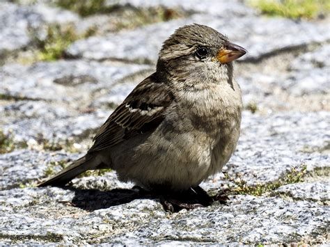 House Sparrow