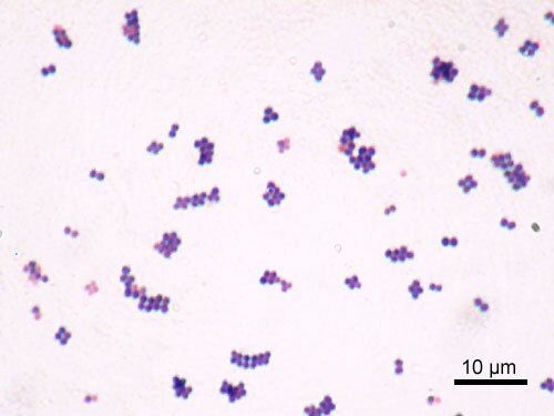 staphylococcus aureus gram