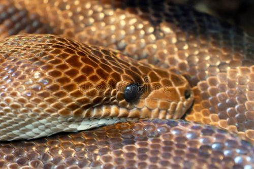 Close-up view of a python snake showcasing its intricate scale patterns and intense gaze. the detailed texture of the snake's skin highlights its natural camouflage and beauty, offering insight into reptilian wildlife. Python snake stock images, royalty-free photos and pictures