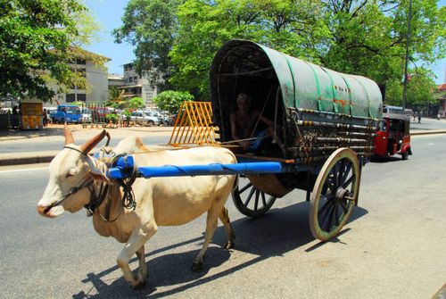 ox cart and driver, downtown colombo, sri lanka - bullock cart stock pictures, royalty-free photos & images