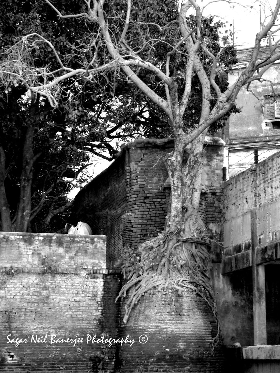 A Tree can grow out of anything. This one was growing out of a crumbling ruin, somehow the roots ...