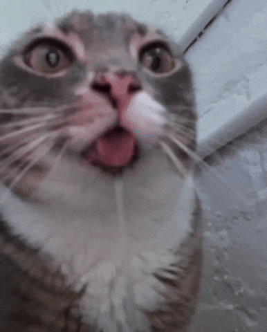 Funny gif during break time