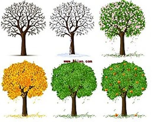 春夏秋冬四季树木