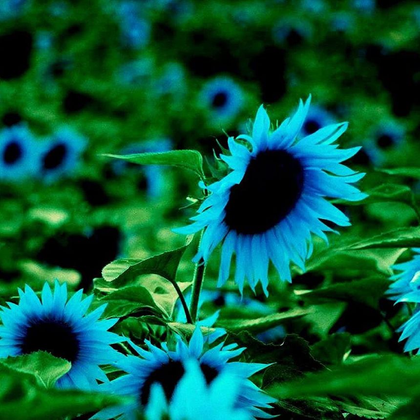 CHUXAY GARDEN Midnight Oil Blue Sunflower,Blue Sunflower 50 Seeds Rare Blue Flower Hybrid Sunflowers Grows in Garden and pots