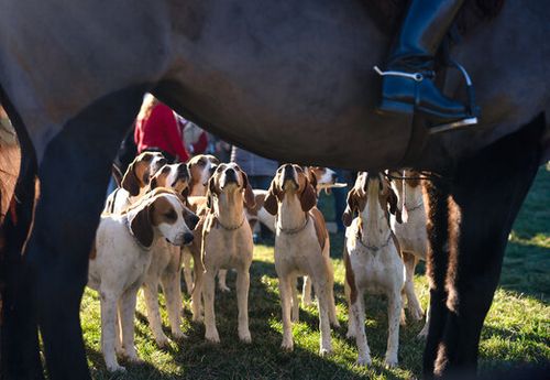 Fox hunting Dogs