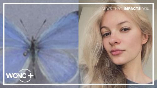 Scientists have identified and named a previously unrecognized butterfly species in honor of Iryna Zarutska.