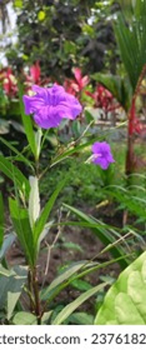 a beautiful purple flower named Kencana Ungu in the garden during the day Stock Photo
