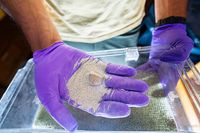 Engineered bacteria offer a new way to accelerate rock weathering for carbon removal - Phys.org
