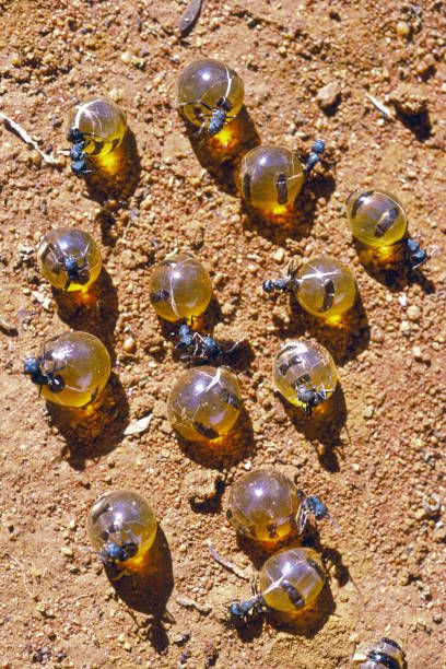 honeypot ants on ground - honeypot ant stock pictures, royalty-free photos & images