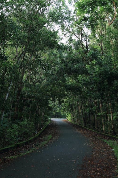 Free Quiet tree-lined road through a verdant forest, ideal for nature walks. Stock Photo