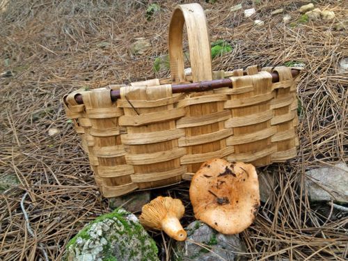 Niscalos,  mushrooms Niscalos,  mushrooms niscalos mushrooms stock pictures, royalty-free photos & images