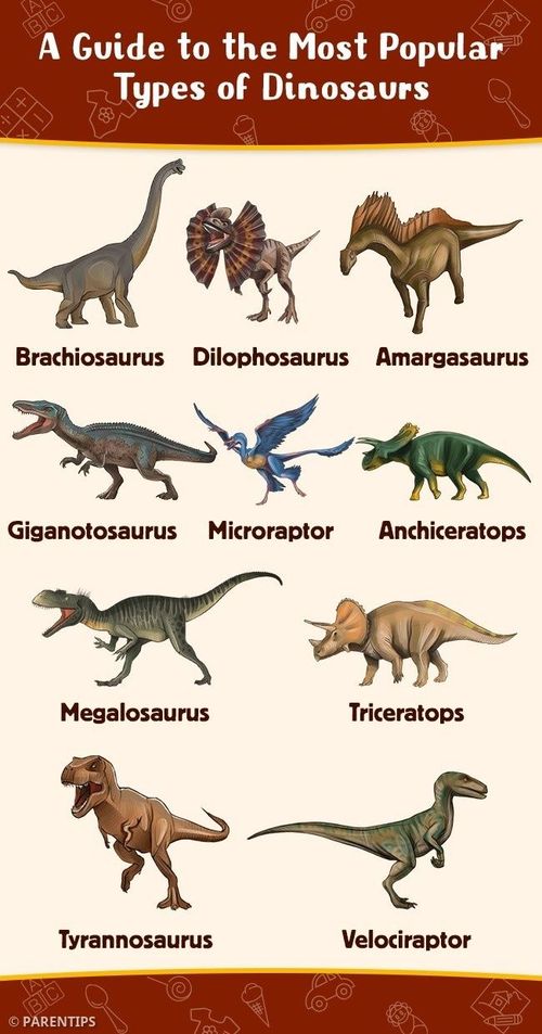 an illustrated guide to the most popular types of dinosaurs