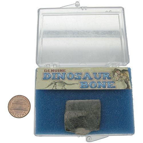 The Real Dinosaur Bone Fossil - Image one