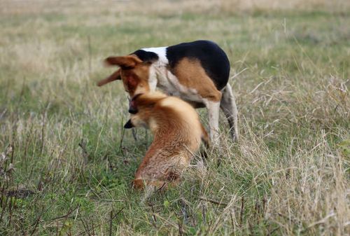 foxhound finishes the wounded fox. - english foxhound stock pictures, royalty-free photos & images