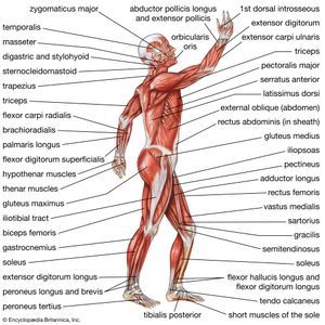 Human muscular system