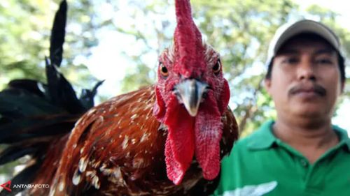 ayam-ketawa-130911c.jpg