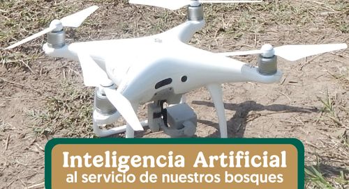 Bosques que enseñan a las máquinas: redes IA inspiradas en raíces