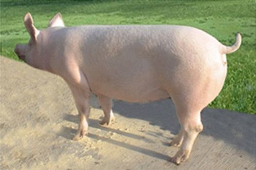 约克夏猪