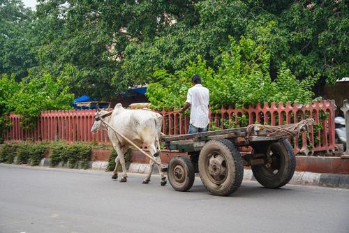 Bullock cart with a poor man, bullock cart (bailagadi) bull with a poor man INDIAN. Indian bullock cart picture stock images, royalty-free photos and pictures