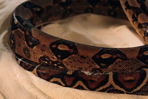 Close up view of textured snakeskin of python on sand - Photo, Image